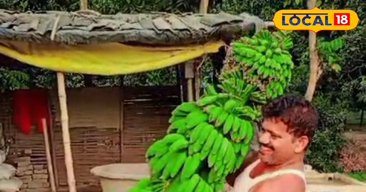 OMG: 9 feet bananas in this field, farmer was shocked to see them for ...
