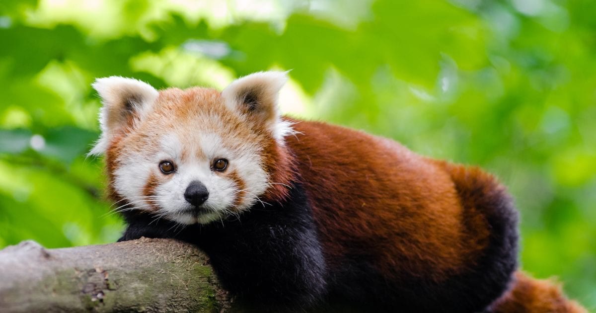 The red-faced animal looks just like a panda, makes sounds like a duck ...